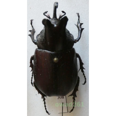 Coelosis biloba (Linnaeus, 1767) male 43mm Peru30a